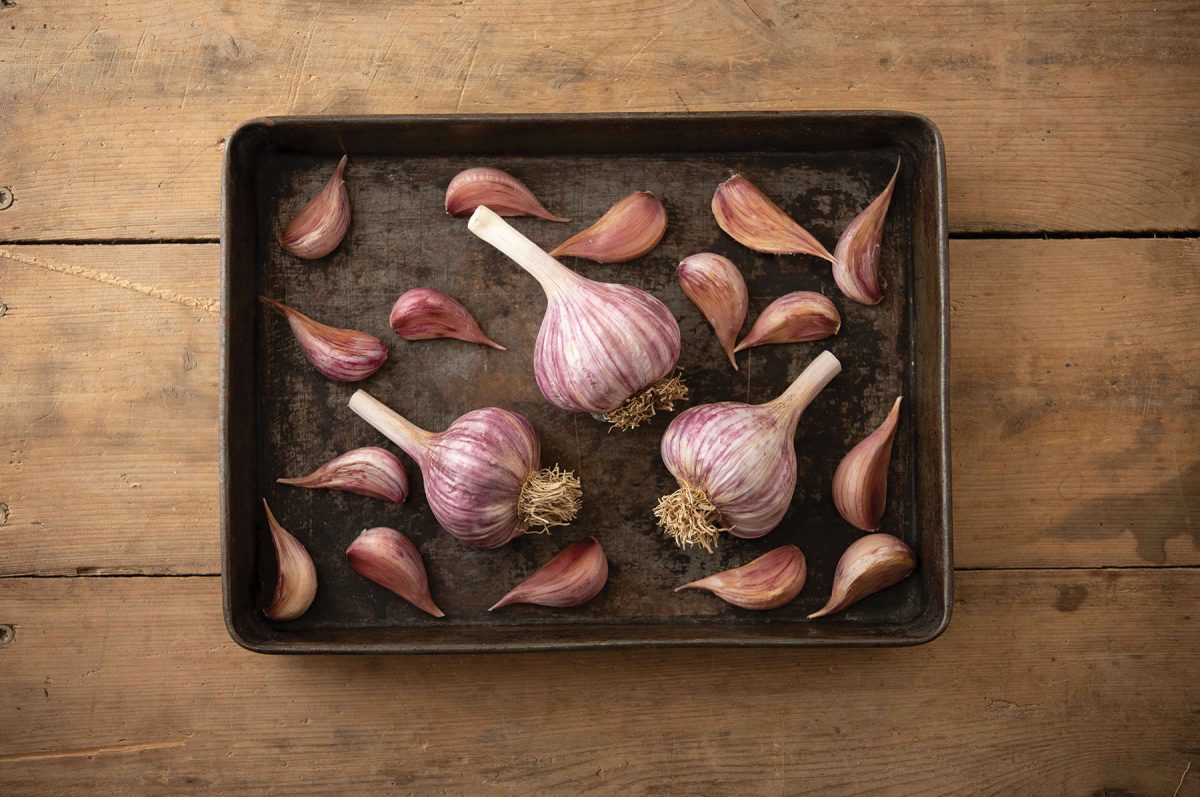 Chesnok Red – Garlic s